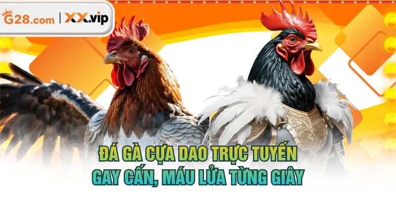 đá gà cựa dao