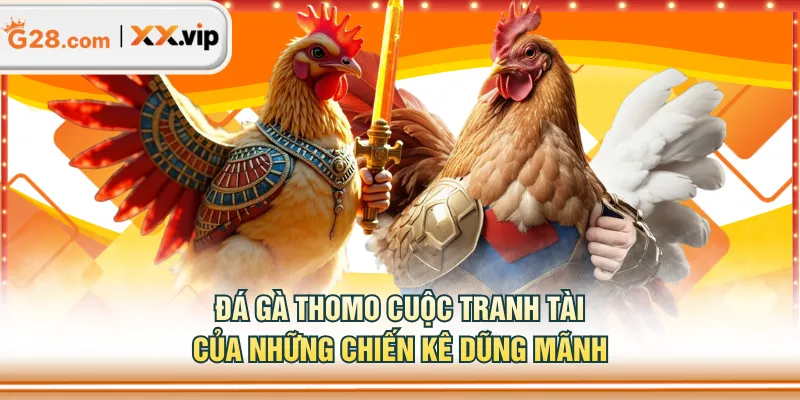 Đá gà Thomo cuộc tranh tài của những chiến kê dũng mãnh