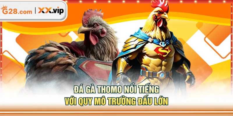 Đá gà Thomo nổi tiếng với quy mô trường đấu lớn