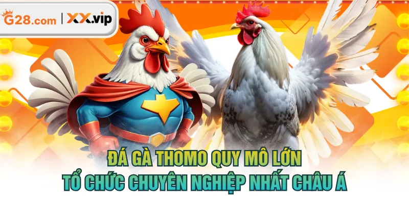 đá gà Thomo